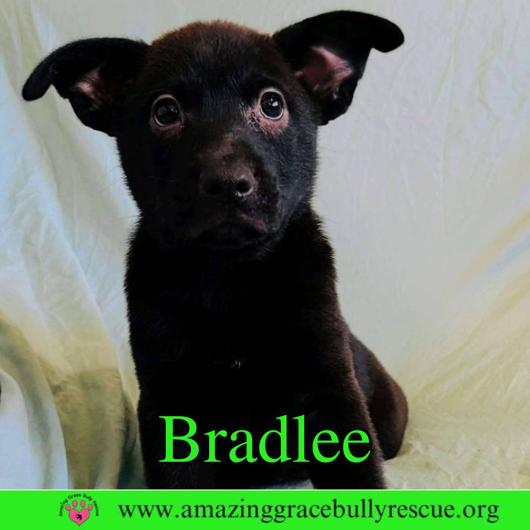 Bradlee