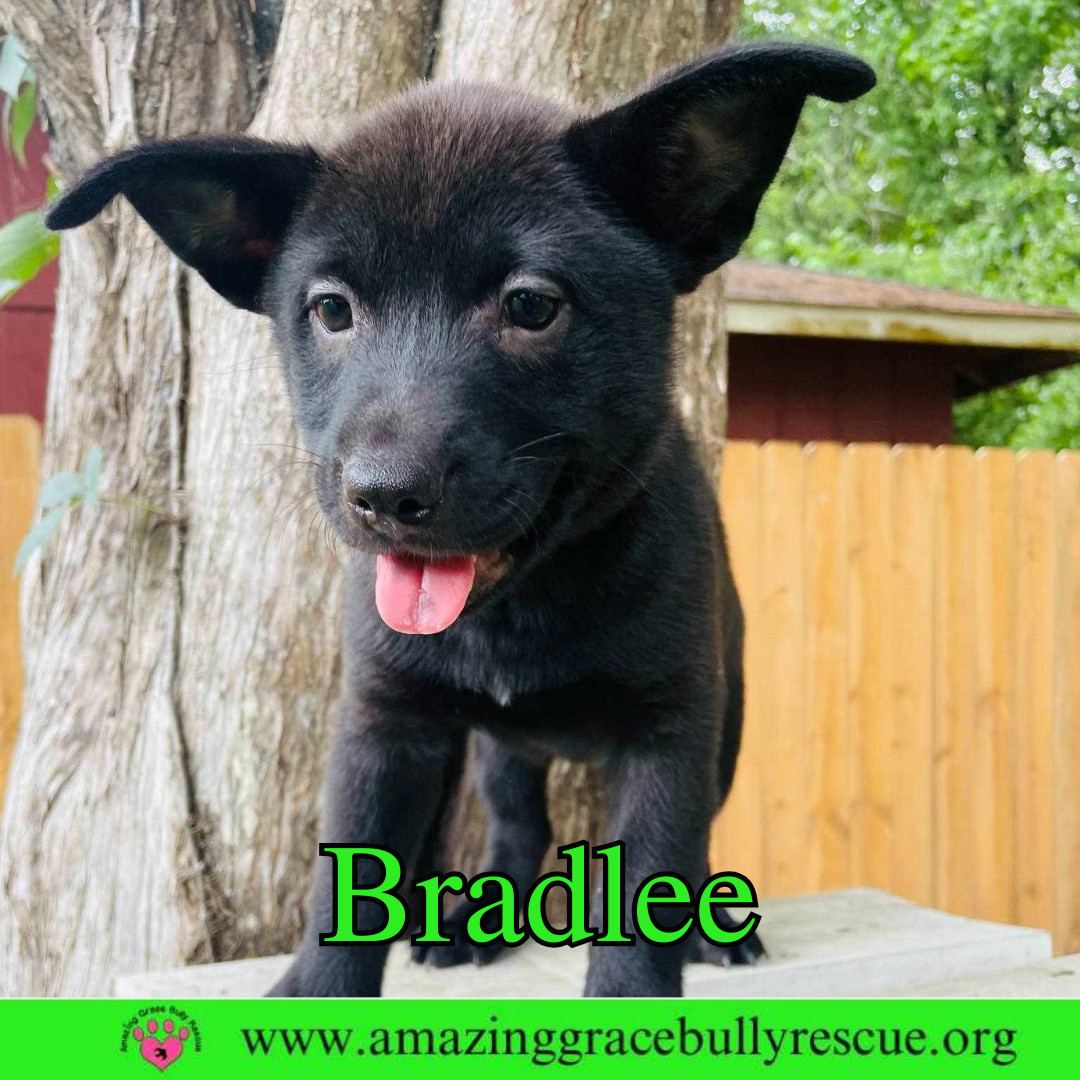 Bradlee