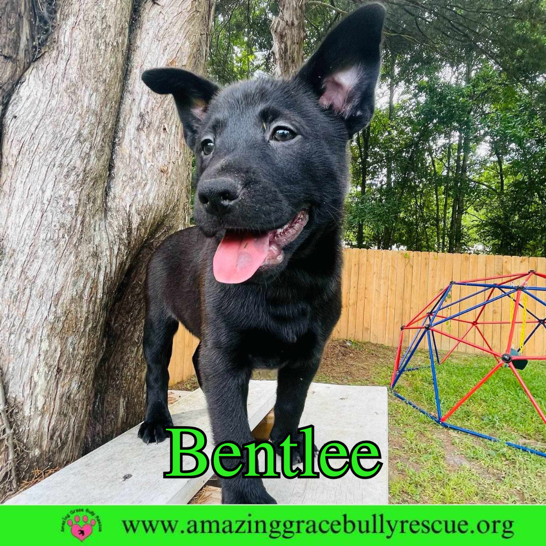 Bentlee