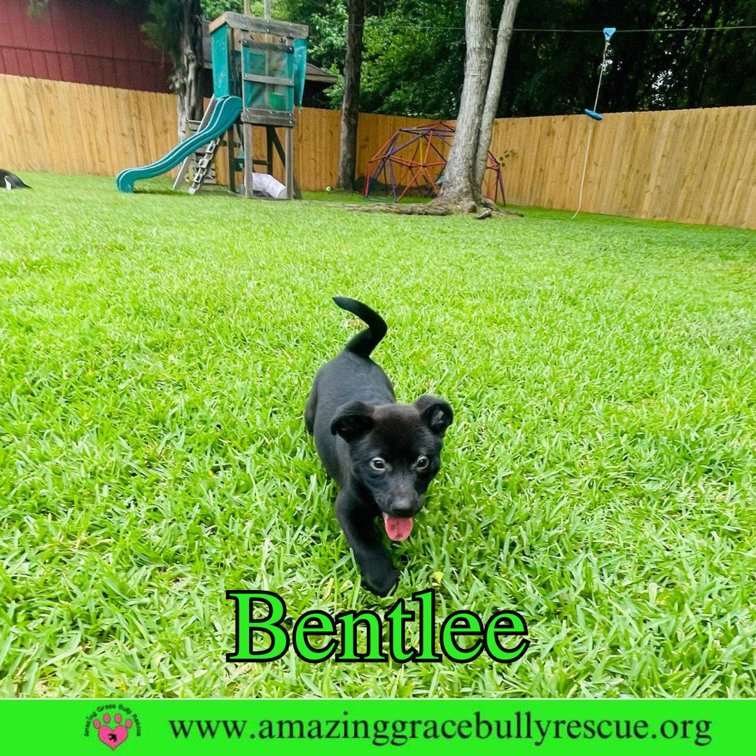 Bentlee