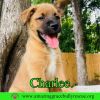 Charlee photo 1