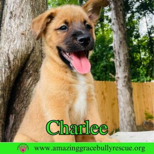 Charlee, Baby Male unknown