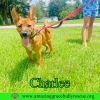 Charlee photo 1