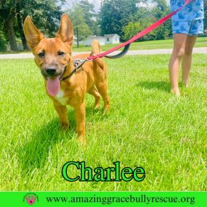 Charlee, Baby Male unknown