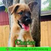 Charlee photo 3