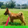 Charlee photo 3