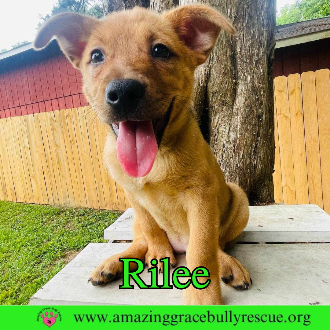 Rilee