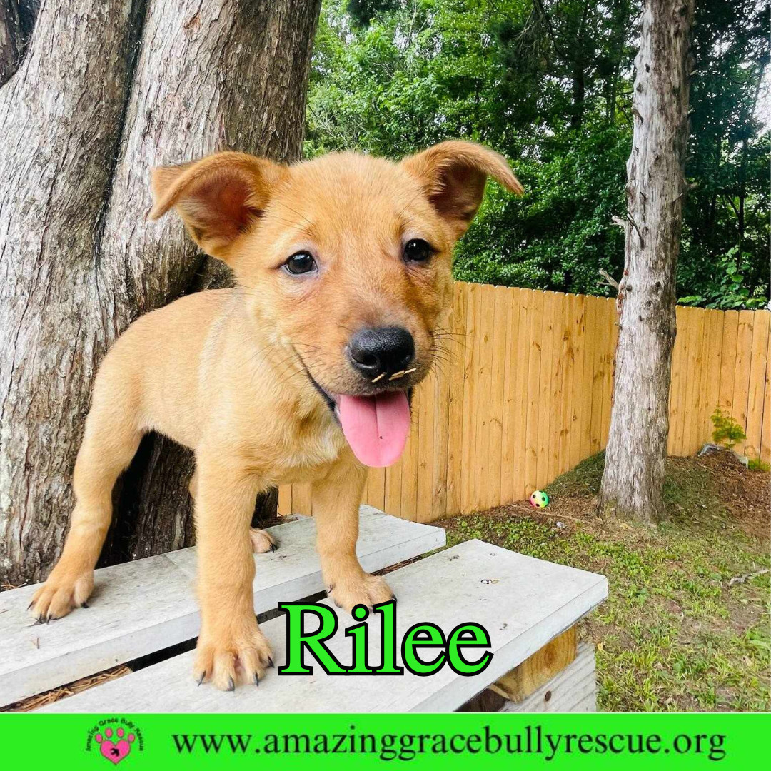 Rilee
