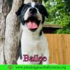 Bailee photo 1
