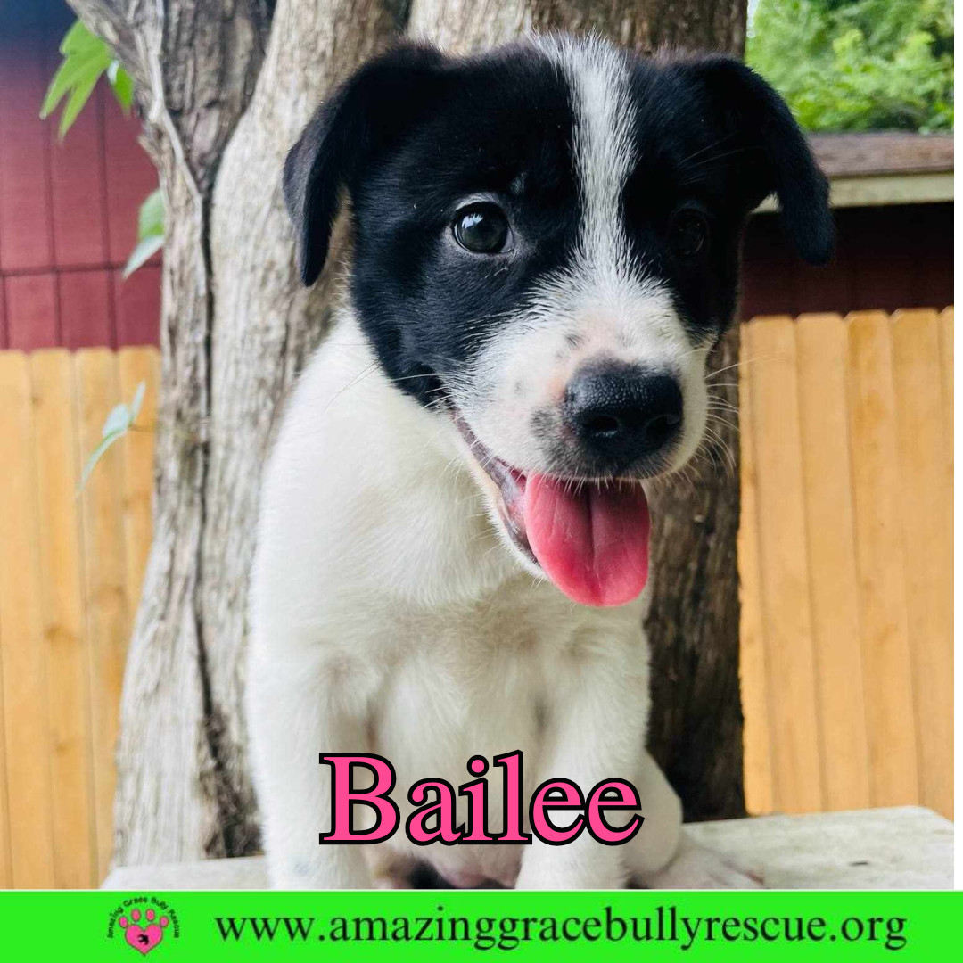 Bailee