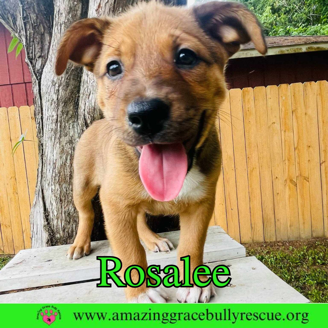 Rosalee