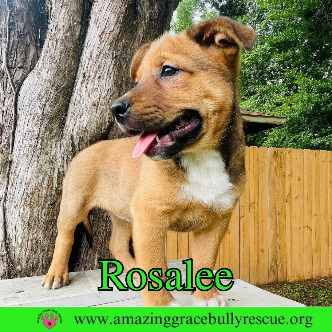 Rosalee