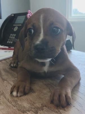 Brielle, Baby Female Pit Bull Terrier
