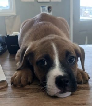 Braxton, Baby Male Pit Bull Terrier