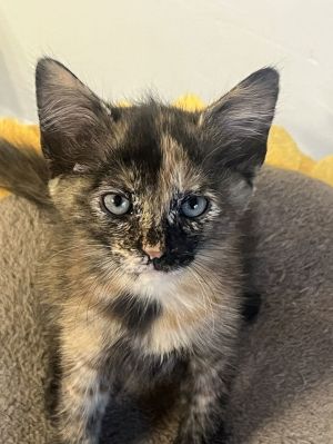 Azalie Domestic Short Hair Cat