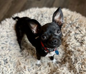 Hi there My name is Macho Max and Im a 1-year-old small mixed breed with a big personality pack