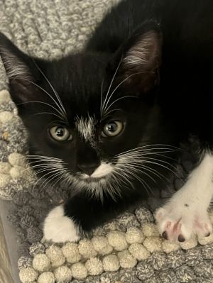 Blue Jay Domestic Short Hair Cat