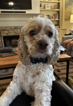 Say hello to TJ Lynn  a joyful affectionate pup with the most adorable little nose freckles youve