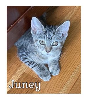 Juney Domestic Short Hair Cat