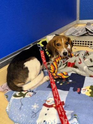 Thank you for checking out my bio please check back for an update My foster will update my informa