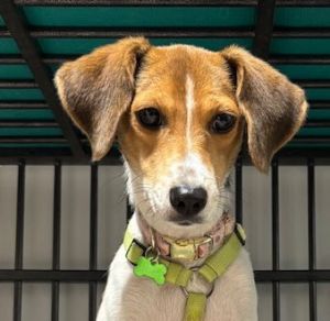 Meet Muffin May Breed Beagle Age 2 years Weight 20 lbs Health Heartworm positive currently un