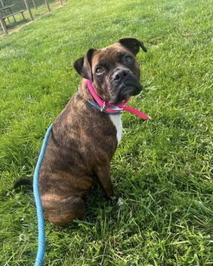 Zena, Adult Female Boxer