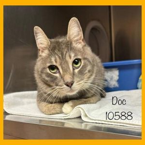 Primary Color Grey Tabby Weight 9125lbs Age 2yrs 1mths 0wks Animal has been Neutered