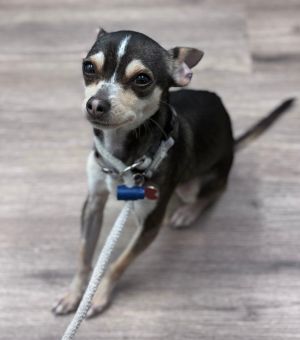 Brooklyn Chihuahua Dog