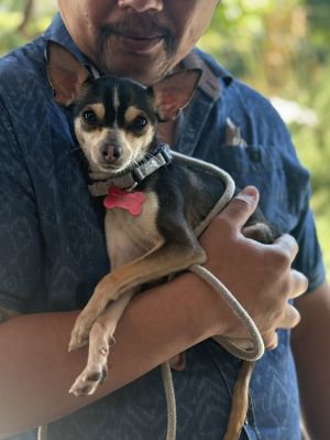 Animal Profile Brooklyn is an adorable chihuahua mix who is estimated to be around 5 years old tho