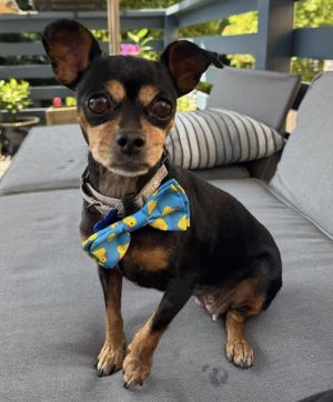 Tinkerbelle Chihuahua Dog