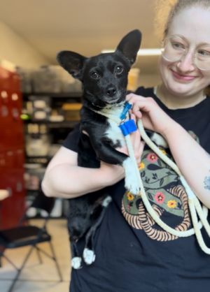 Animal Profile Rico is a pint-sized cutie joining us from Modesto CA on 512025 This little Chih