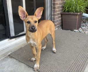 FAWN, Baby Female Shepherd