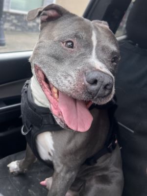 Ruckus, Senior Male Pit Bull Terrier