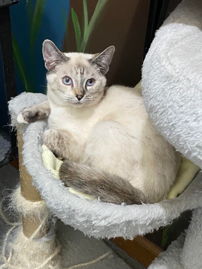 Hazel