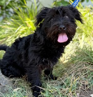 All of our dogs are spayedneutered shots current DHPP Bordetella and Rabies where applicable d