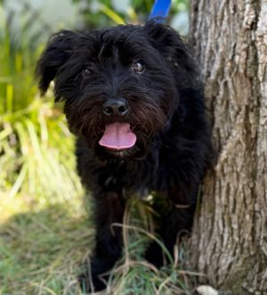 All of our dogs are spayedneutered shots current DHPP Bordetella and Rabies where applicable d