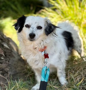 Miss Piggy Cavalier King Charles Spaniel Dog