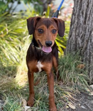 Hungry Caterpillar Dachshund Dog