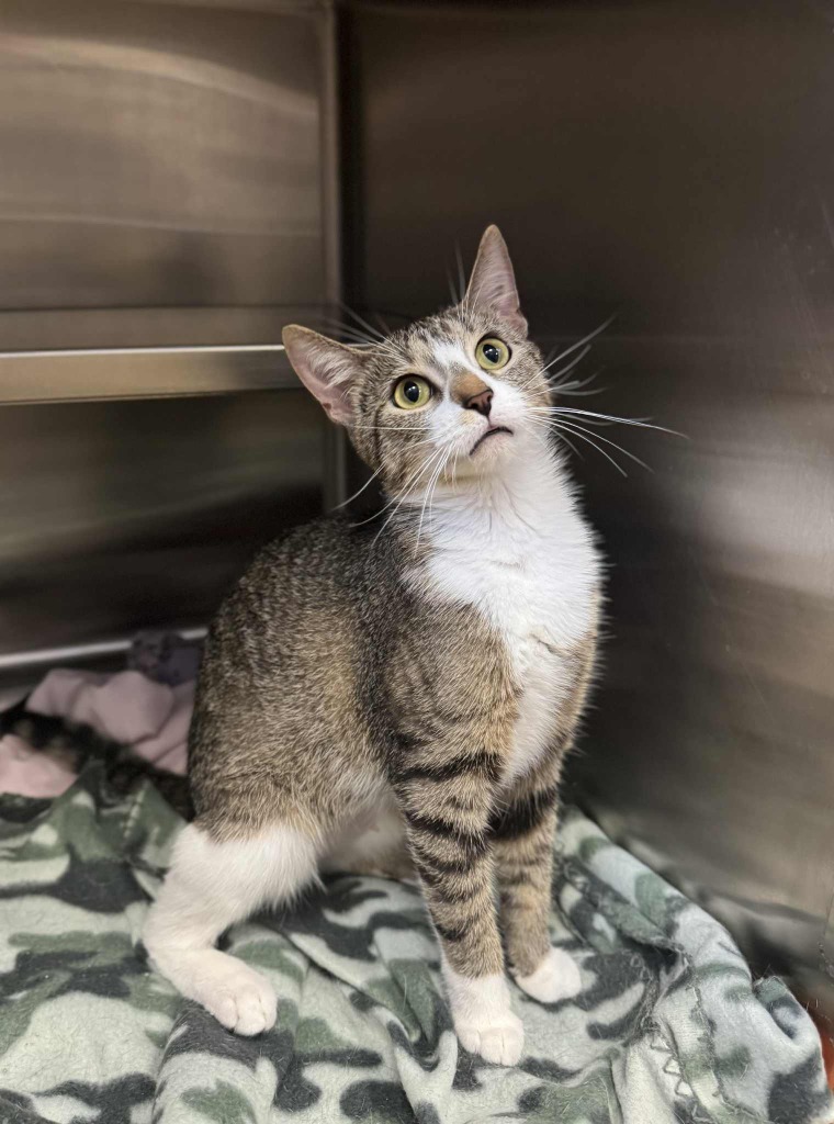 Carol, an adoptable Domestic Short Hair in Grand Forks, ND, 58203 | Photo Image 1