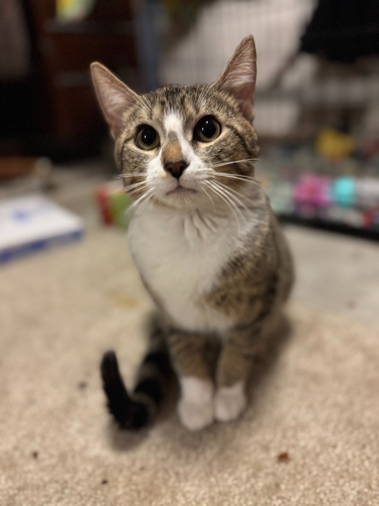 Carol, an adoptable Domestic Short Hair in Grand Forks, ND, 58203 | Photo Image 3