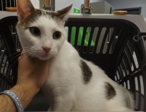 Primary Color White Secondary Color Brown Weight 95lbs Age 2yrs 0mths 0wks