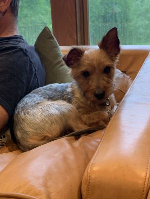 Finn, Young Male Yorkshire Terrier