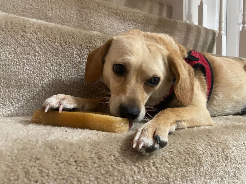 Stella