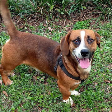 BUSTER - ADOPTION PENDING! 1