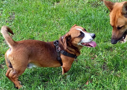 BUSTER - ADOPTION PENDING! 2