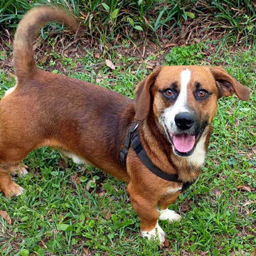 BUSTER - ADOPTION PENDING! 3