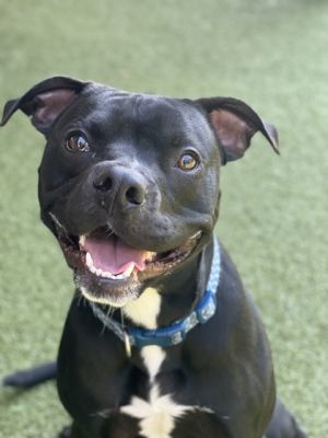 Ren, Young Male Pit Bull Terrier