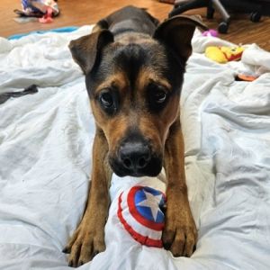 Ezra, Adult Male Shepherd