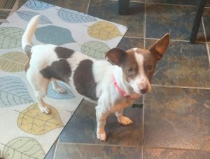 Jaynee, Young Female Chihuahua