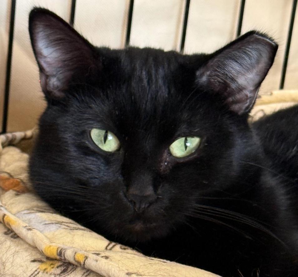 Raven, an adoptable Domestic Short Hair in Ontario, OR, 97914 | Photo Image 1